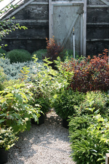 outdoor-plants